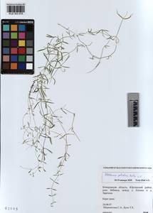 KUZ 003 878, Stellaria palustris Ehrh. ex Retz., Siberia, Altai & Sayany Mountains (S2) (Russia)