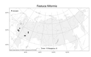 Festuca filiformis Pourr., Atlas of the Russian Flora (FLORUS) (Russia)