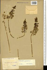 Ornithogalum pyrenaicum L., Caucasus, Georgia (K4) (Georgia)