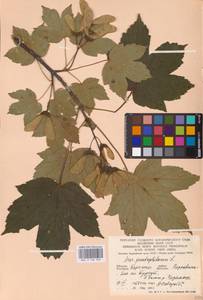 Acer pseudoplatanus L., Eastern Europe, West Ukrainian region (E13) (Ukraine)