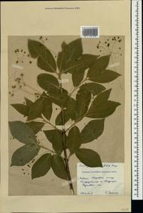 Euonymus latifolius (L.) Mill., Crimea (KRYM) (Russia)