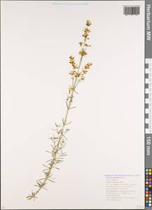 Hypericum lydium Boiss., Caucasus, Krasnodar Krai & Adygea (K1a) (Russia)