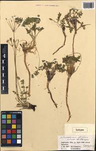 Aulacospermum plicatum Pimenov & Kljuykov, Middle Asia, Northern & Central Tian Shan (M4) (Kyrgyzstan)