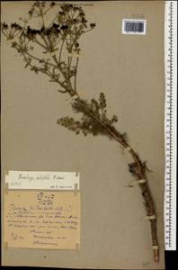 Ferulago setifolia K. Koch, Caucasus, Armenia (K5) (Armenia)