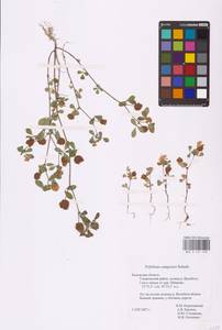 Trifolium campestre Schreb., Eastern Europe, Central region (E4) (Russia)