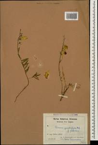Linaria grandiflora Desf., Caucasus, Armenia (K5) (Armenia)