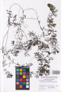Ceratophyllum demersum L., Eastern Europe, Rostov Oblast (E12a) (Russia)