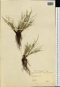Carex eremopyroides V.I.Krecz., Eastern Europe, Eastern region (E10) (Russia)