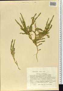 Spinulum annotinum subsp. dubium (Zoëga) J.H.Xue, Chepinoga & K.P.Ma, Siberia, Russian Far East (S6) (Russia)