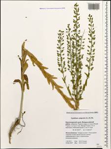 Lepidium campestre (L.) W. T. Aiton, Caucasus, Krasnodar Krai & Adygea (K1a) (Russia)