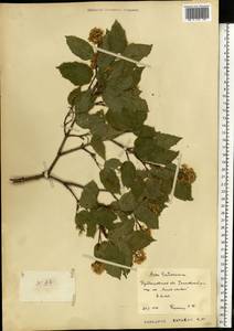 Acer tataricum L., Eastern Europe, Middle Volga region (E8) (Russia)