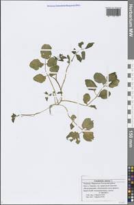 Cardamine amara L., Eastern Europe, Middle Volga region (E8) (Russia)