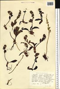 Lagotis glauca subsp. minor (Willd.) Hultén, Siberia, Yakutia (S5) (Russia)