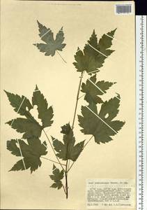 Acer ukurunduense Trautv. & C. A. Mey., Siberia, Russian Far East (S6) (Russia)