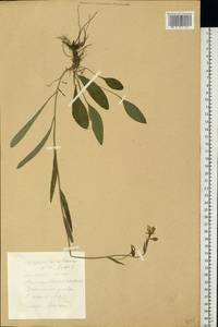 Campanula altaica Ledeb., Eastern Europe, Central forest-and-steppe region (E6) (Russia)