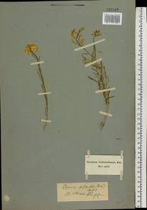 Erysimum siliculosum (M.Bieb.) DC., Eastern Europe, Lower Volga region (E9) (Russia)