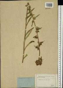Campanula cervicaria L., Eastern Europe, Moscow region (E4a) (Russia)