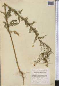 Descurainia sophia (L.) Webb ex Prantl, America (AMER) (Canada)