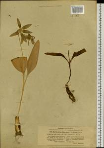 Erythronium sibiricum (Fisch. & C.A.Mey.) Krylov, Siberia, Western Siberia (S1) (Russia)