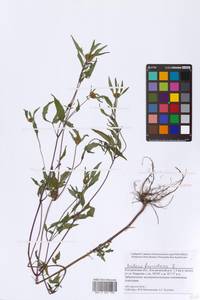 Bidens frondosa L., Eastern Europe, Central forest region (E5) (Russia)