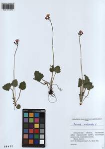 Primula cortusoides L., Siberia, Altai & Sayany Mountains (S2) (Russia)