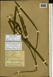 Sparganium erectum L., Eastern Europe, North Ukrainian region (E11) (Ukraine)