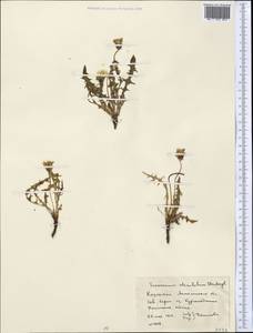Taraxacum scariosum (Tausch) Kirschner & Å, Middle Asia, Northern & Central Kazakhstan (M10) (Kazakhstan)