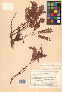 Hedysarum hedysaroides (L.) Schinz & Thell., Siberia, Russian Far East (S6) (Russia)