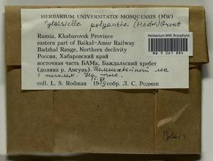 Pylaisia polyantha (Hedw.) Schimp., Bryophytes, Bryophytes - Russian Far East (excl. Chukotka & Kamchatka) (B20) (Russia)