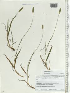 Phleum pratense L., Eastern Europe, Belarus (E3a) (Belarus)
