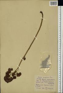 Hylotelephium telephium subsp. telephium, Eastern Europe, Eastern region (E10) (Russia)