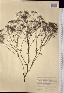 Falcaria vulgaris Bernh., Siberia, Western Siberia (S1) (Russia)