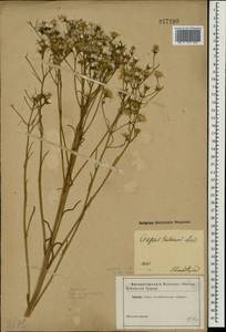 Crepis tectorum L., Eastern Europe, South Ukrainian region (E12) (Ukraine)