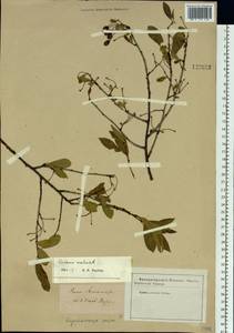 Prunus mahaleb L., Siberia, Western Siberia (S1) (Russia)