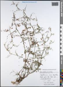 Vicia hirsuta (L.)Gray, Caucasus, Black Sea Shore (from Novorossiysk to Adler) (K3) (Russia)