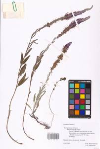MHA 0 160 169, Veronica incana L., Eastern Europe, Central forest-and-steppe region (E6) (Russia)
