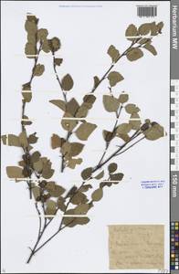 Betula fruticosa Pall., Siberia, Baikal & Transbaikal region (S4) (Russia)