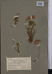 Hylotelephium ewersii (Ledeb.) H. Ohba, Middle Asia, Western Tian Shan & Karatau (M3) (Kyrgyzstan)