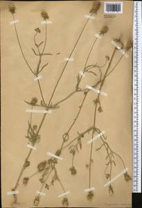 Lomelosia micrantha (Desf.) Greuter & Burdet, Middle Asia, Western Tian Shan & Karatau (M3)