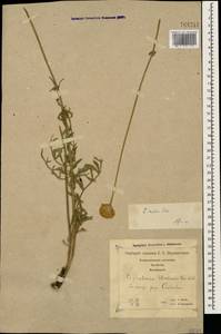 Cephalaria media Litv., Caucasus, Georgia (K4) (Georgia)