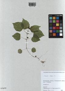 Circaea alpina L., Siberia, Altai & Sayany Mountains (S2) (Russia)