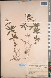 Galium odoratum (L.) Scop., Caucasus, South Ossetia (K4b) (South Ossetia)