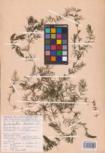Ceratophyllum demersum L., Eastern Europe, Lower Volga region (E9) (Russia)