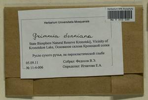 Grimmia donniana Sm., Bryophytes, Bryophytes - Chukotka & Kamchatka (B21) (Russia)