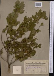 Crataegus pseudoheterophylla subsp. turkestanica (Pojark.) K. I. Chr., Middle Asia, Western Tian Shan & Karatau (M3) (Kazakhstan)