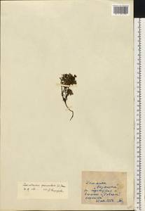 Kalmia procumbens (L.) Gift, Kron & P. F. Stevens, Eastern Europe, West Ukrainian region (E13) (Ukraine)
