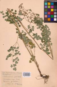 Thalictrum minus L., Eastern Europe, Central region (E4) (Russia)