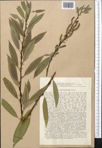 Salix pycnostachya Anderss., Middle Asia, Pamir & Pamiro-Alai (M2) (Tajikistan)