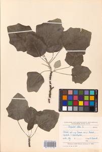 Populus alba L., Eastern Europe, Eastern region (E10) (Russia)