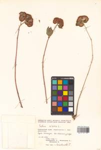 Phedimus aizoon (L.) 't Hart, Siberia, Russian Far East (S6) (Russia)